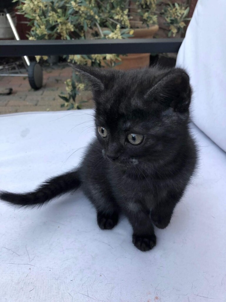 british shorthair black tabby